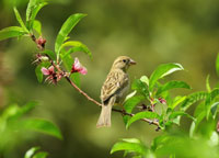 bird