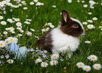 animal